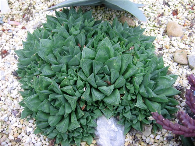 Haworthia cooperi